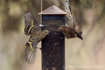 1-Pine-siskins