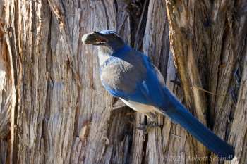 4-Scrubjay