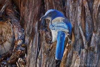 5-Scrubjay