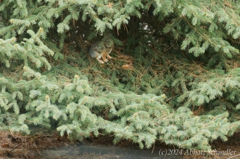 7-Bunnies-can-climb