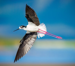 Black-necked Stilt