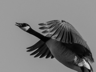 Graceful-Goose-by-Ken-Sandine-2026-04-T-4c28da9efb5ac03ce9e60268e546fcff