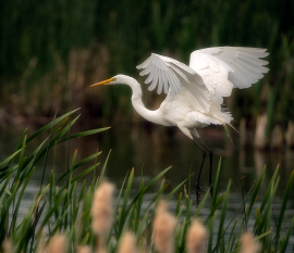 Graceful-Landing-by-Steve-Peters-2026-05-T-5bc6c9704a0ebb1a5a54824e08d3b6f7