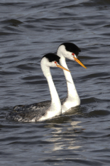 Grebe-Romance-by-Kenneth-Meyer-2026-T-37badae56d3bd267fd963ad526318edb