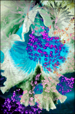 Magenta Blossoms on Turquoise