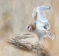 02-Barn-Owl2