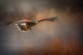 03-HarrisHawk2