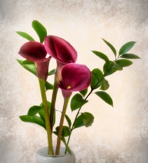 05-Lilies