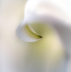 06-Lily-soft2