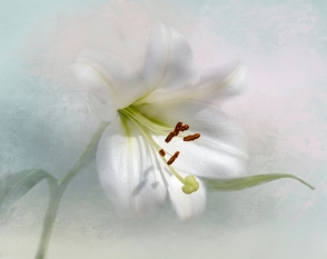 07-Lily2