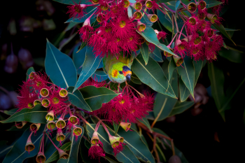 Purple-Crowned Lorikeet