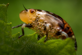 Spittlebug Nymph