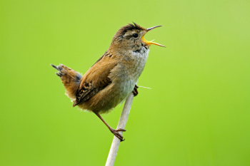 Singing-My-Heart-Out-by-Kenneth-Meyer-2010-05-T-6b9ac4fa42a18276e2be27fd9b8133ba