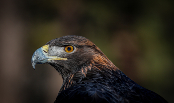 Eagle-Eye-by-Jim-StJohn-2026-04-T-4a0bf6309d6ff054d74ebe85b2022bea