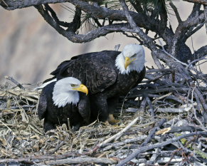 Golden-Moment-by-Kenneth-Meyer-2026-04-O-fd41fe1400edbd9a4fb204bc4548d588