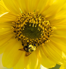 Pattern-in-Nature-by-Ralph-Delamarter-2026-04-T-b3c774eebfe00366a50f32c81f39d8cb