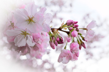 Pretty-In-Pink-by-Joe-Hudspeth-2026-04-T-48928-3fc045b1bd4a4988e7e944c84bee98e3