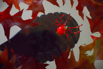 Bugs-Eye-View-by-L-Teague-2026-01-T-3728166b1225f1ae3c93b8ca5fa27dfb