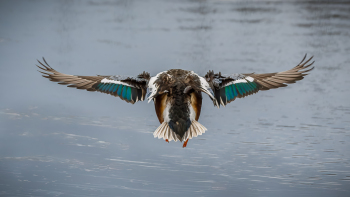 Flaps-Down-For-Landing-by-Brian-Russell-2026-02-T-4d56cd3ddbb921e9d5f082d4b330e74e