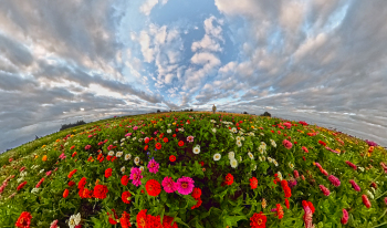 Planet-Zinnia-by-Steve-Peters-2026-02-T-2edd776ea2c42f66cf8ed168f0b73ffc