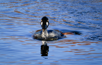 Rising-From-the-Depths-by-Jim-StJohn-2026-02-T-jpg-e384e9cf6f8eb7240251b0f5d4fab257