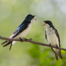 Disagreement-by-Ralph-Delamarter-2025-06-T-fa7eb952b616671cc0dc823972408815