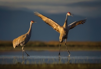 Sandhil Cranes