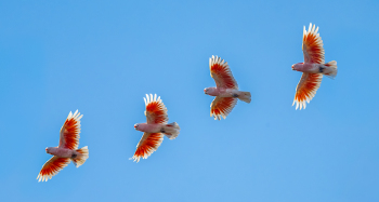 Pink-Cockatoos-by-Dan-Schafer-2026-03-T-36f223e8aef70067d71df3343bbafc79