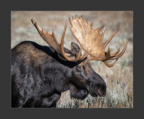 Male Moose