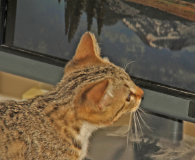 Photo-Editor-By-Kenneth-Meyer-2011-9-T-a4f0a4677a3f7af6fa561a2790cffc21