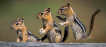 Simon, Theodore, and Alvin