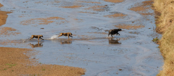 The-Pursuit-by-Todd-Towell-2025-11-O-e13a04382bd57224dec776da0d2e7323