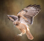 Red Tail Touchdown by Bev Murphy