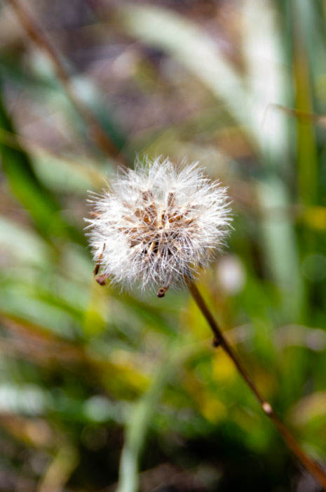 puffball-465×700