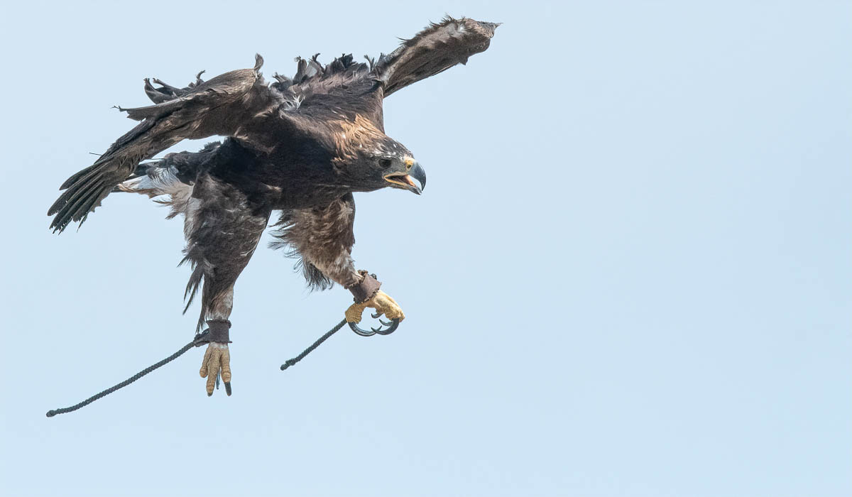 Molting eagle in a swoop