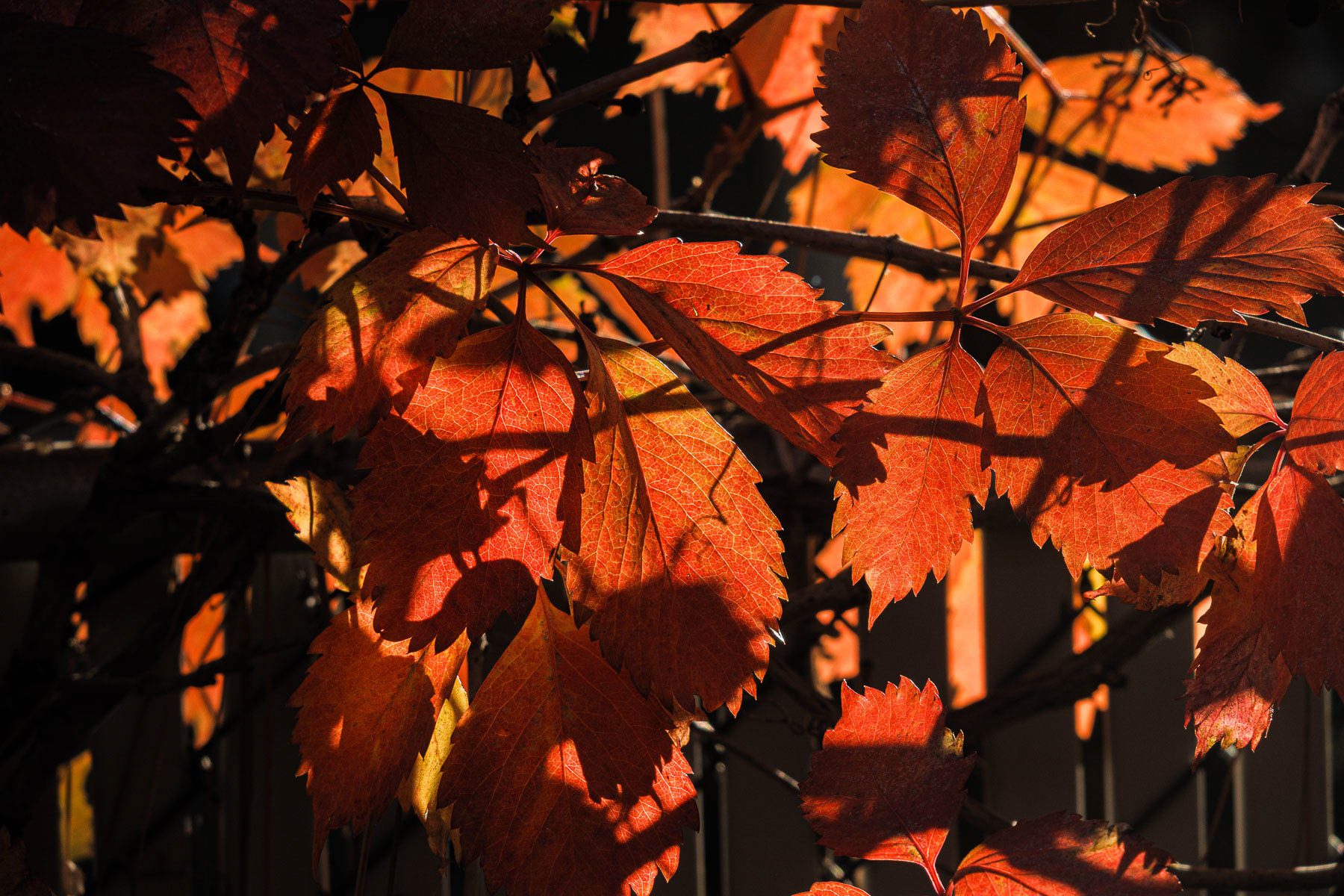 Virginia Creeper