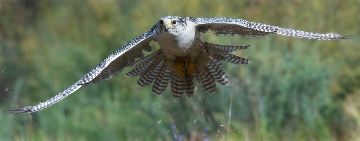 Gryfalcon with Topaz