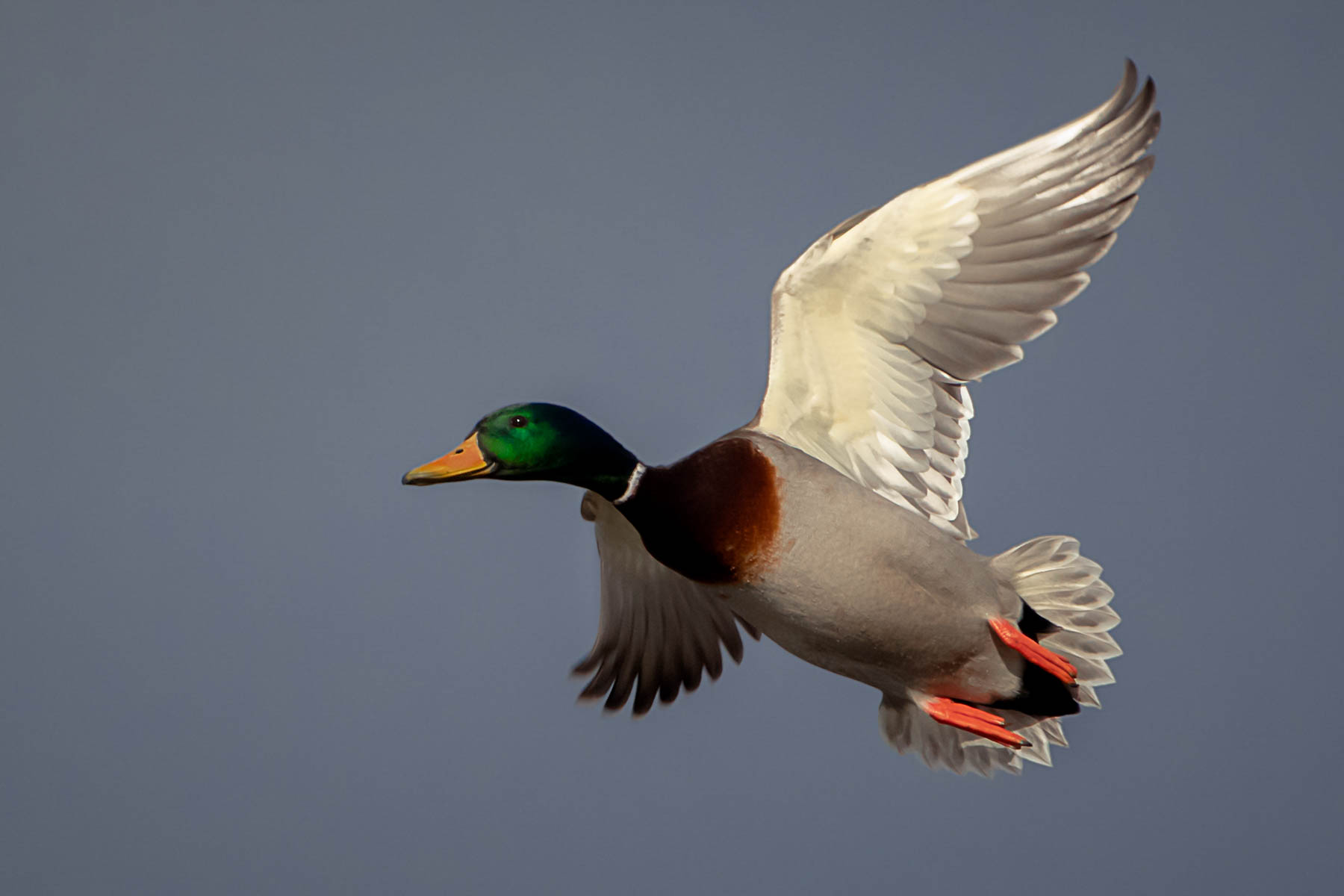 Mallard in flight