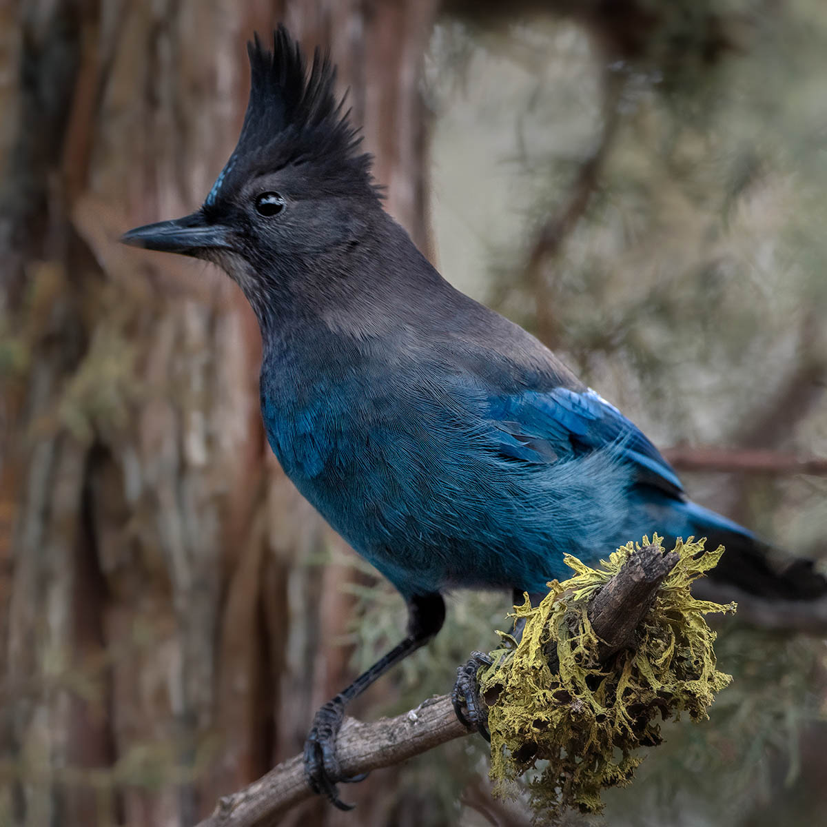 Stellar Jay