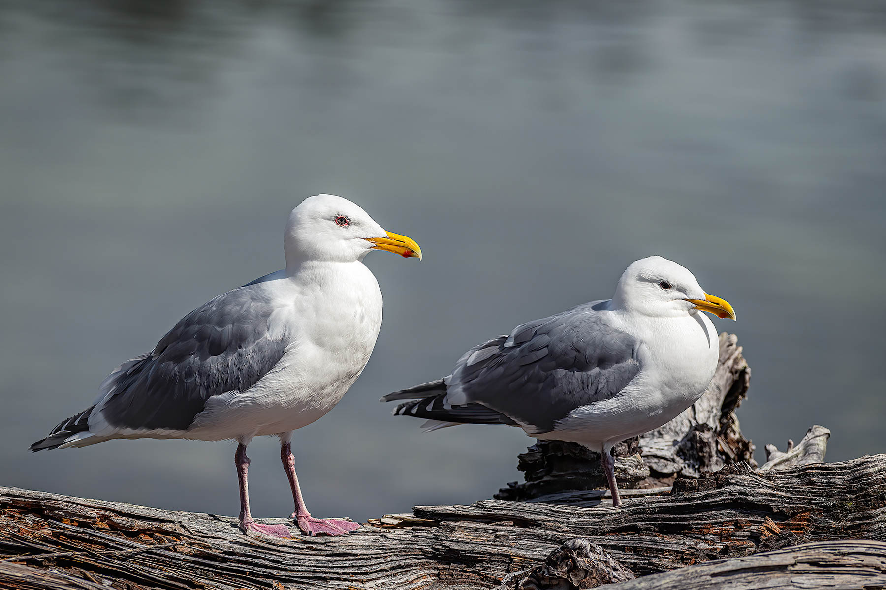 Sea Gulls