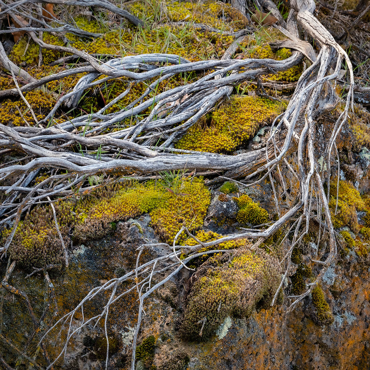 Crooked River Canyon Textures