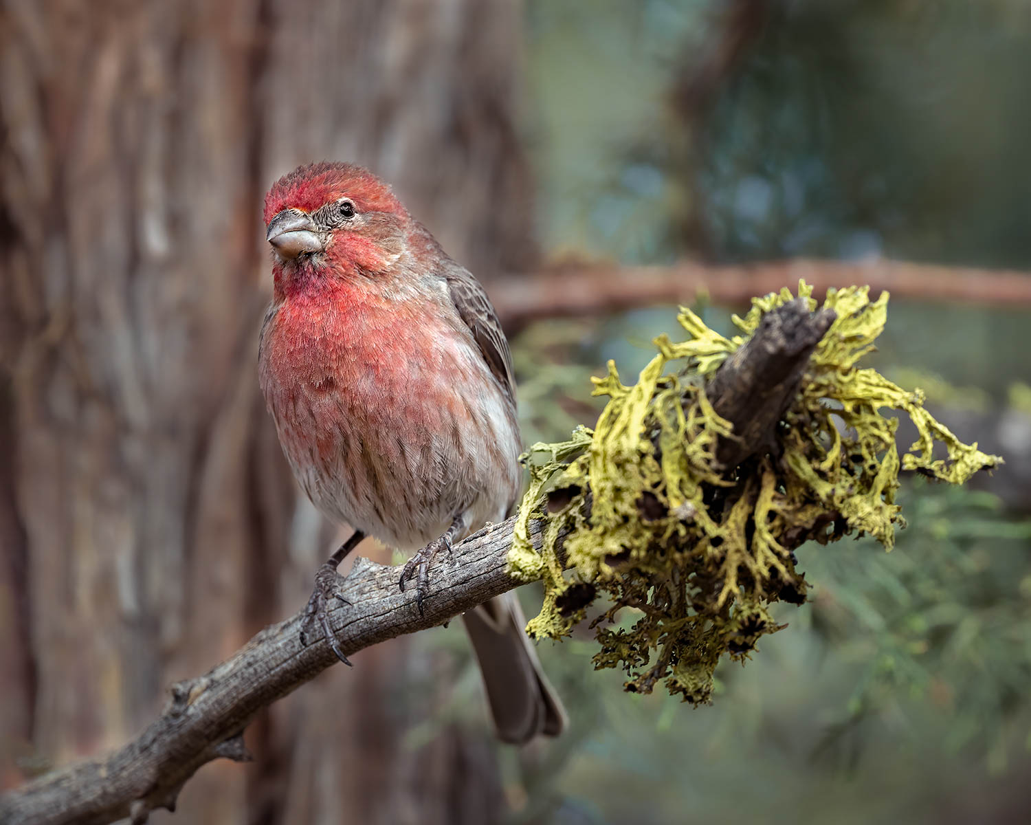 Song bird in Juniper