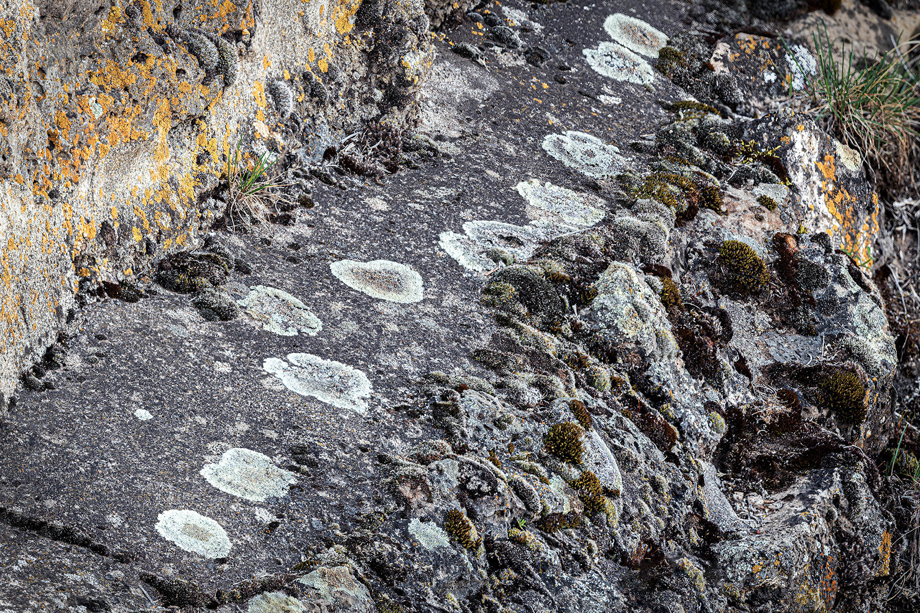 Lichen and stone in the Crooked river canyon