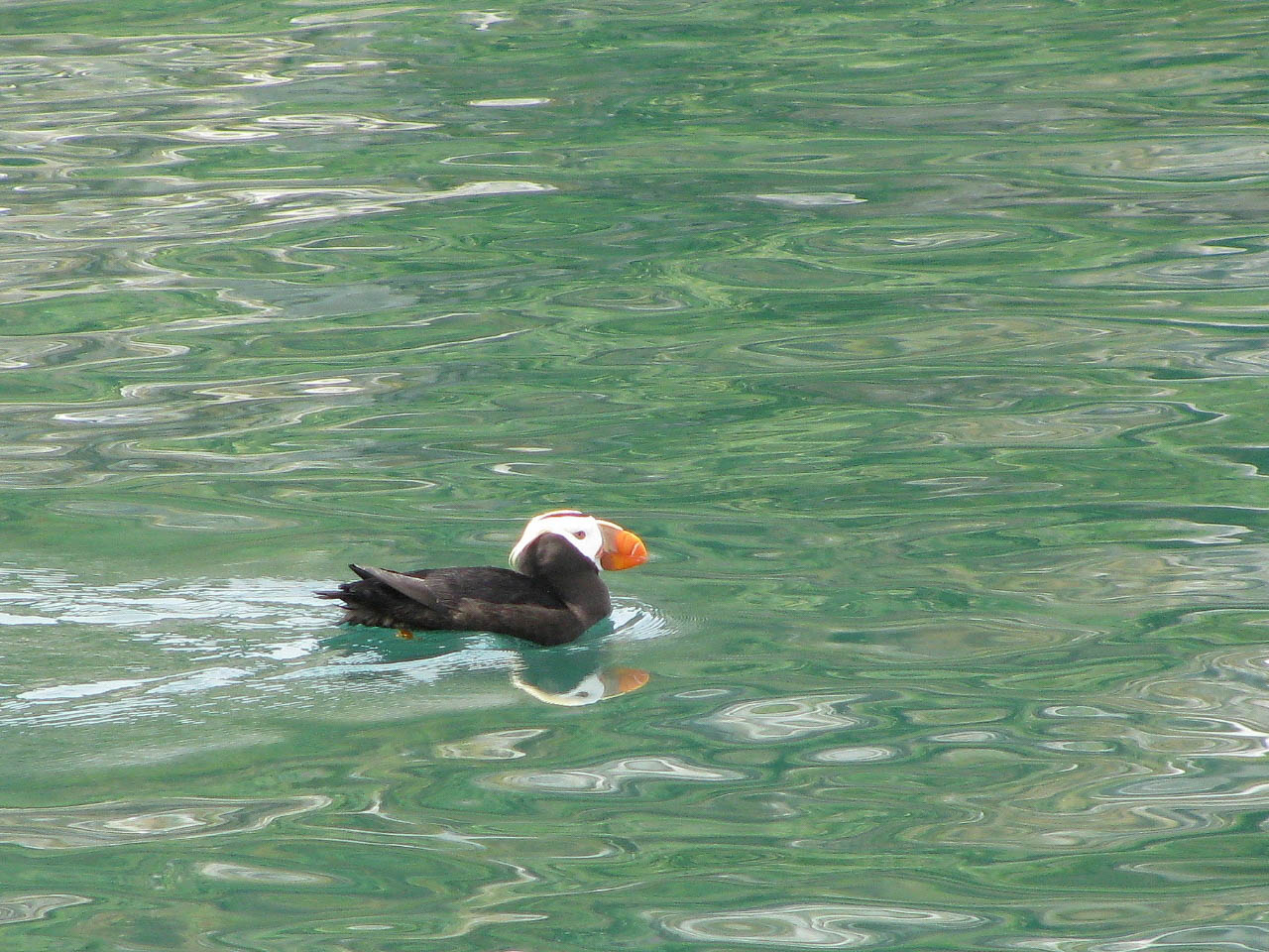 Tufted Puffin, Glacier Bay Alaska  2009