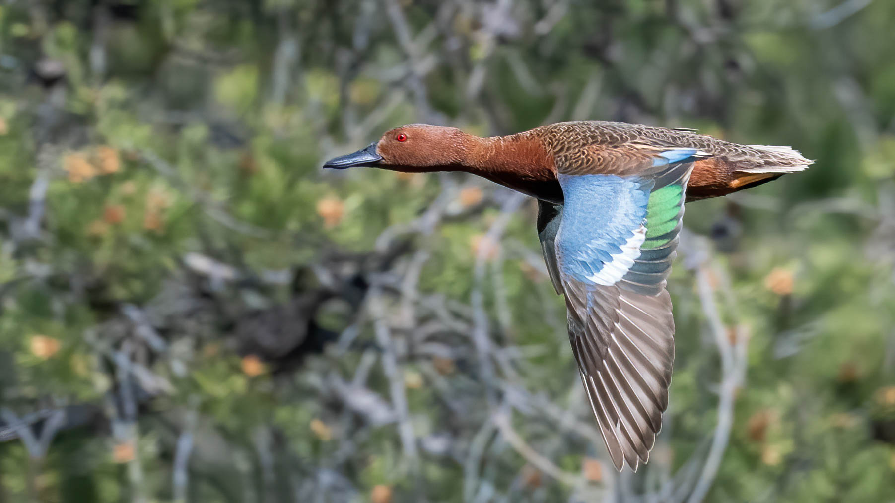 Teal fly by.