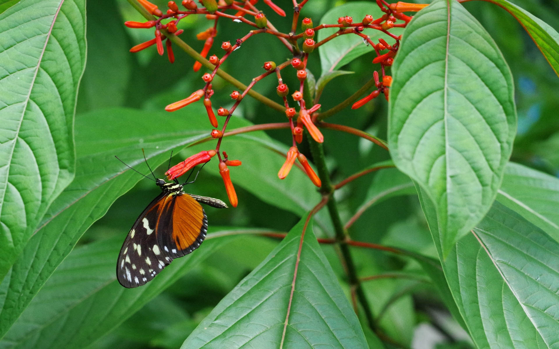 Butterfly, Costa Rica  2018