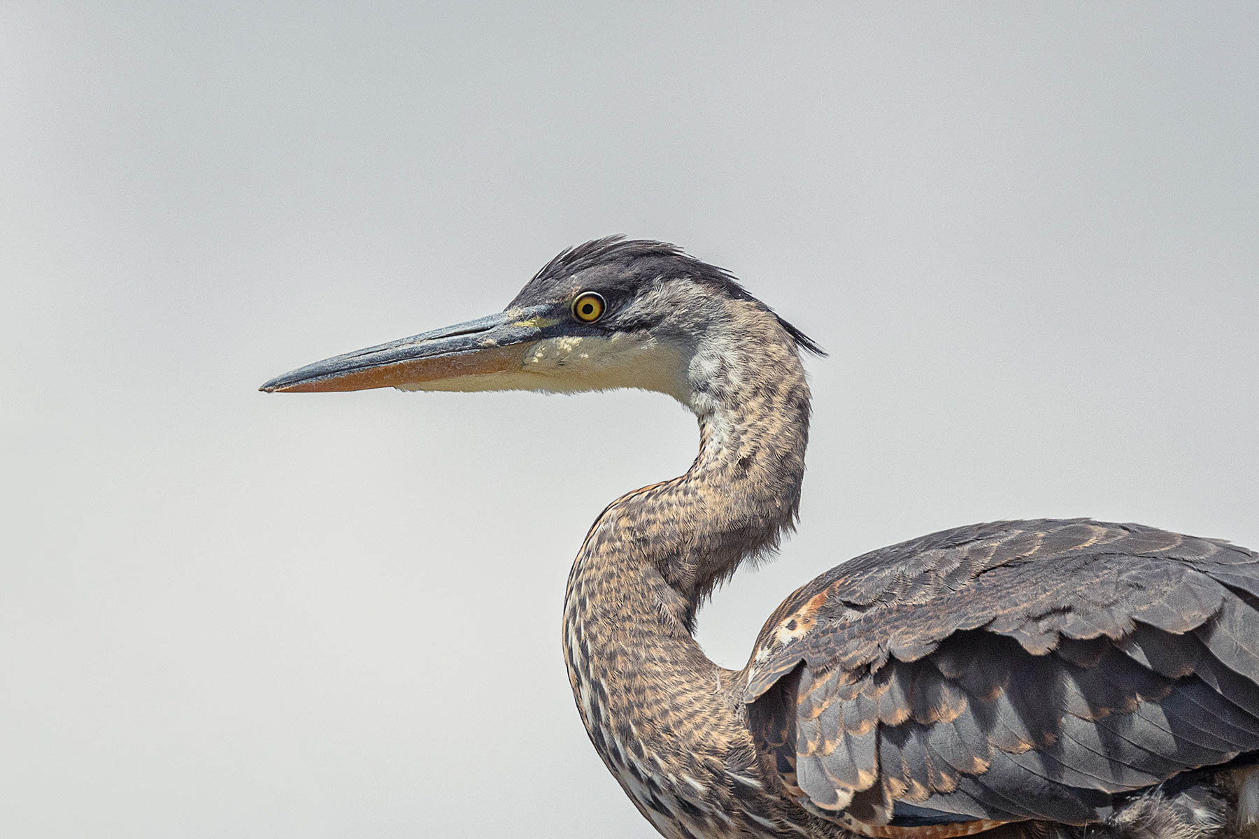 Heron portrait