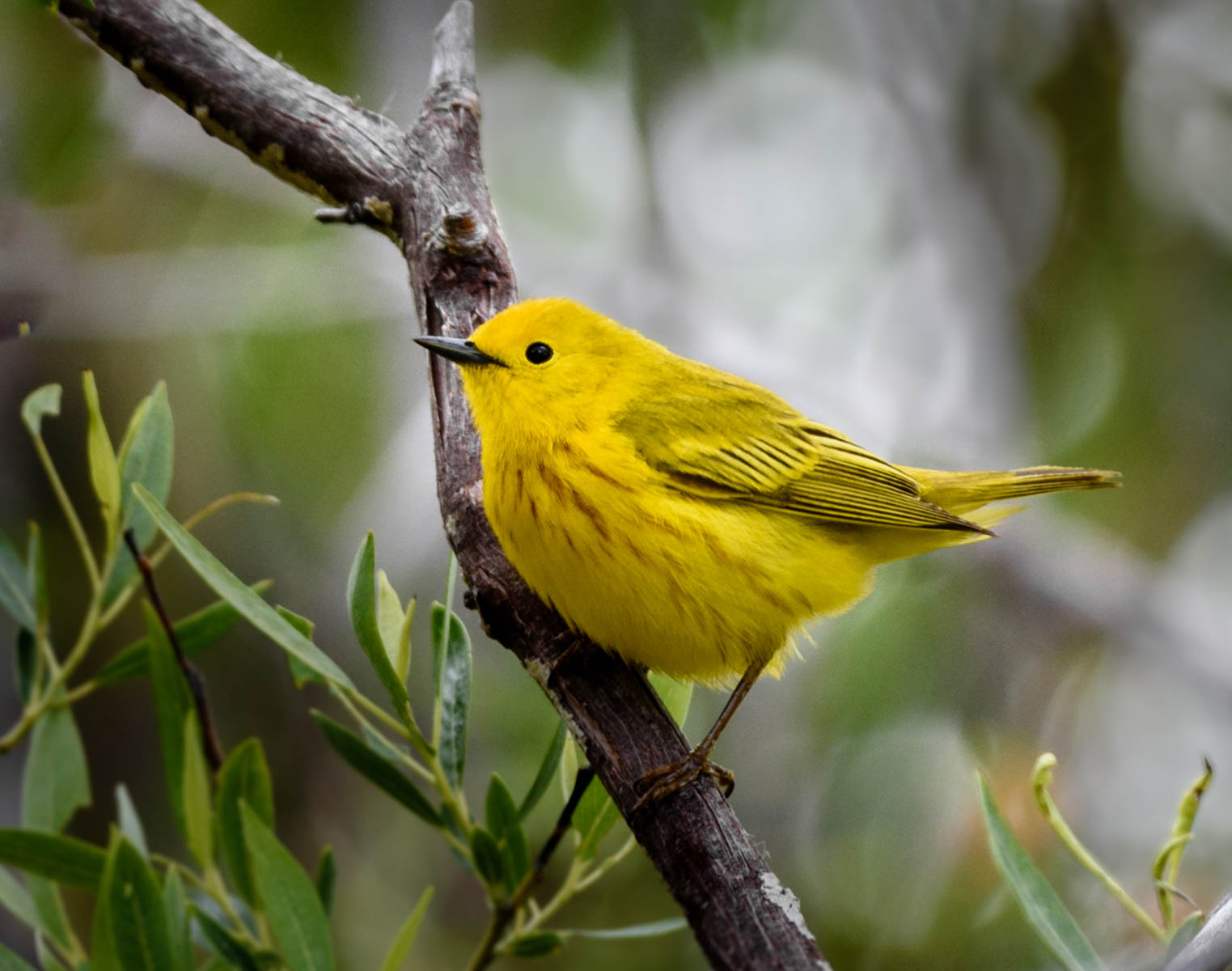 Yellow Warbler