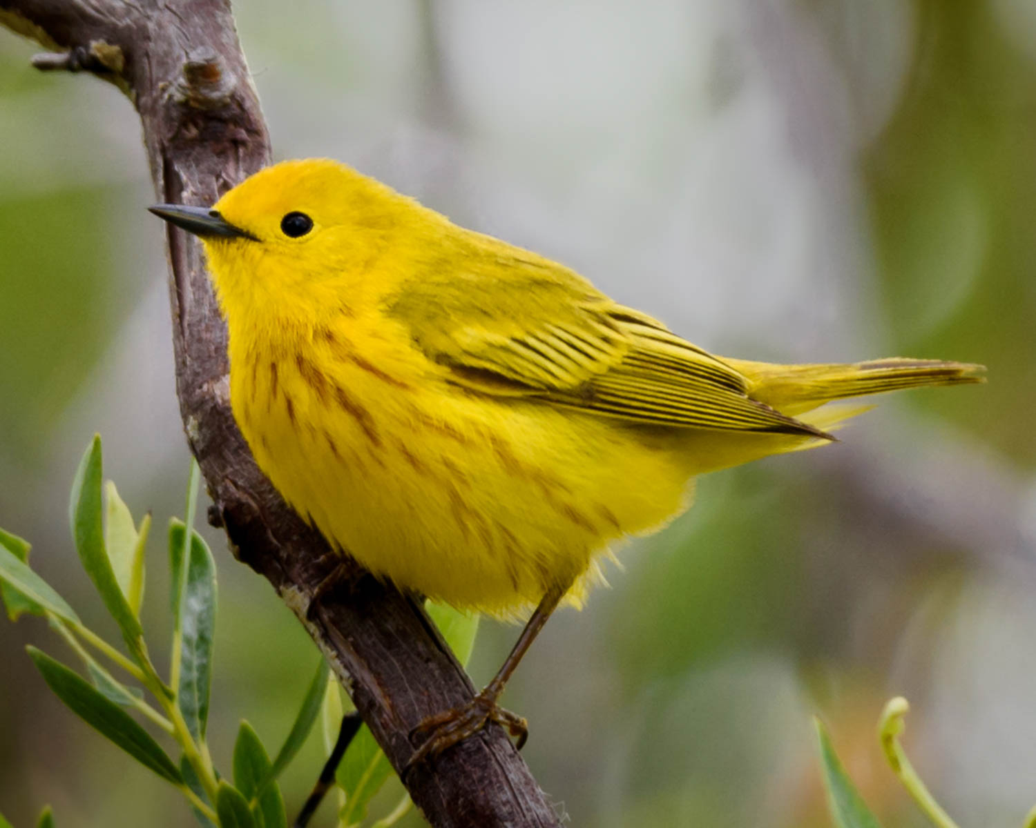 Yellow Warbler