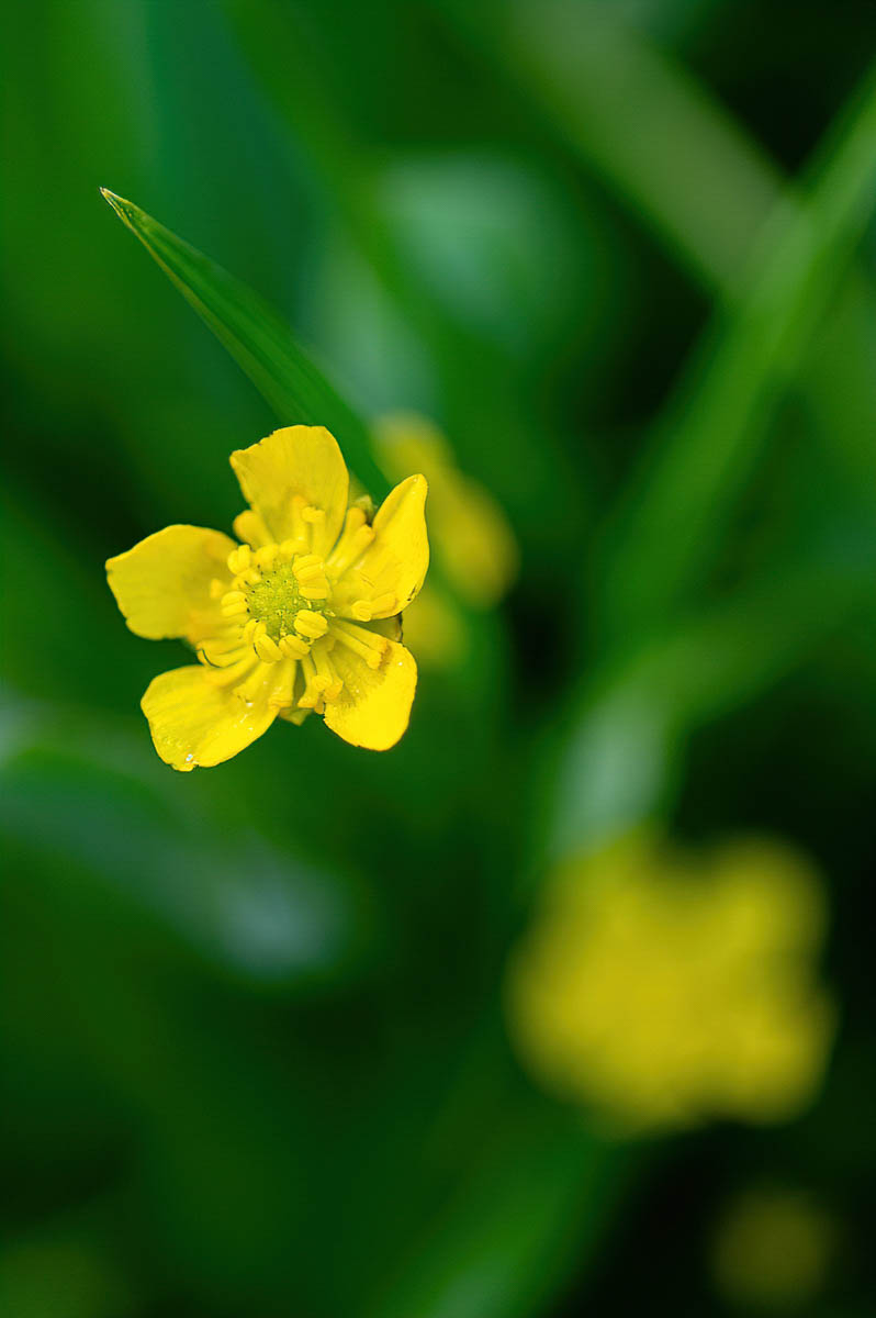 Canyon Creek meadow flowers #1